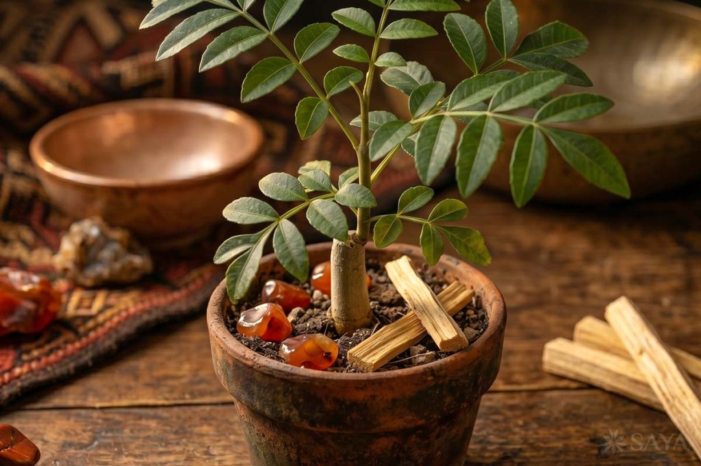 A Palo Santo fa ágai az esős évszak beköszöntével hirtelen életre kelnek, és vékony, kékesszöld leveleket hajtanak.